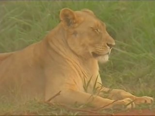 Blondie kruger park